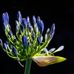 Agapanthus