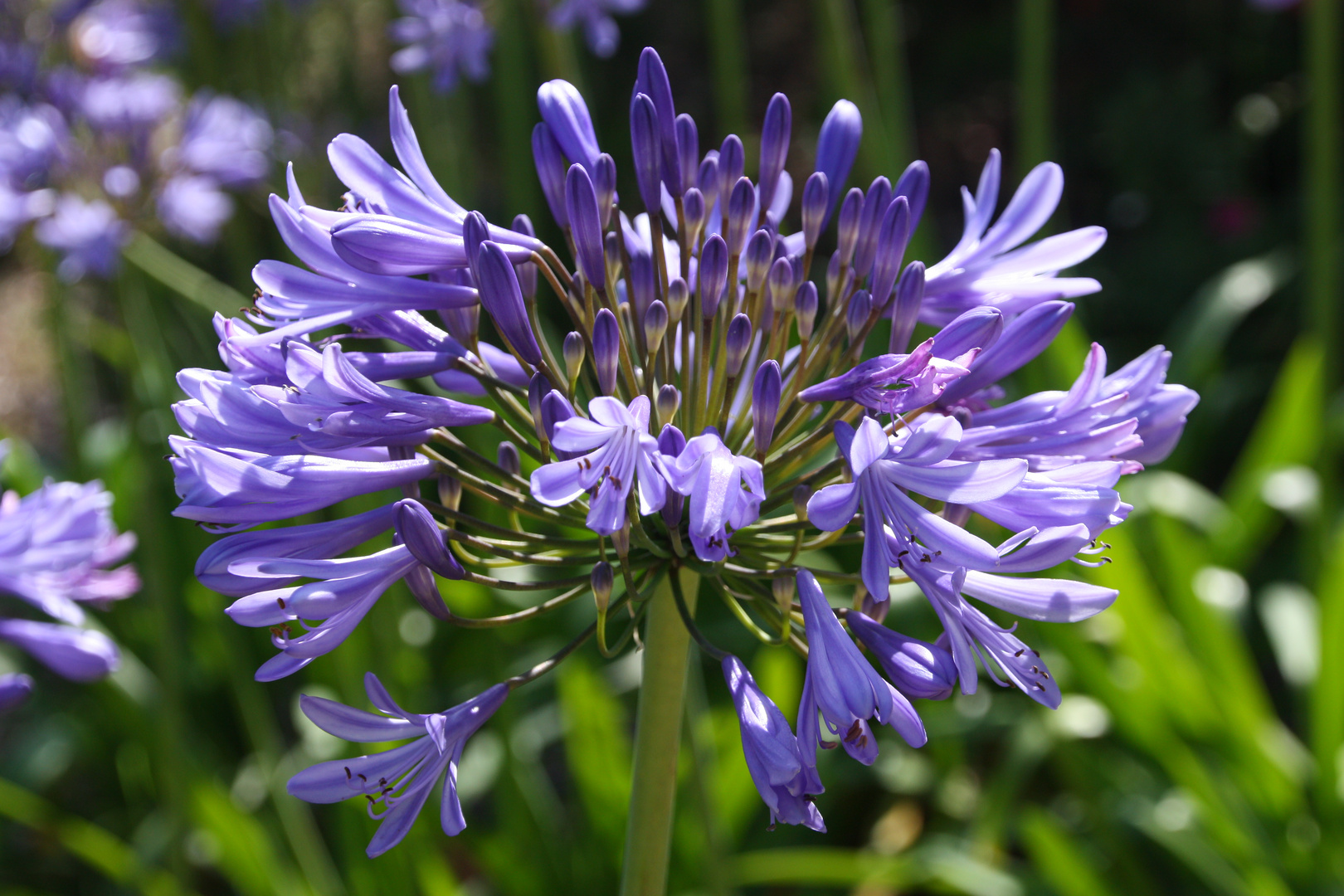 Agapanthus