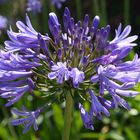 Agapanthus