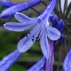 Agapanthus