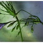 Agapanthus