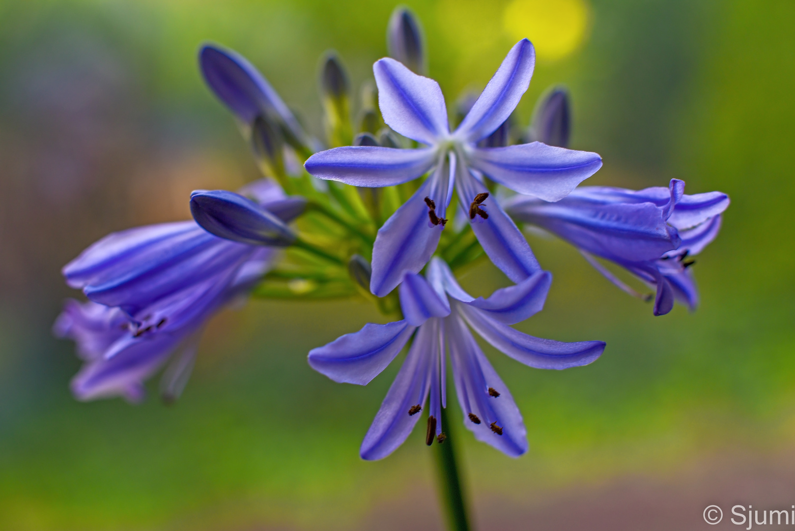 Agapanthus