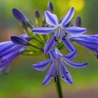 Agapanthus