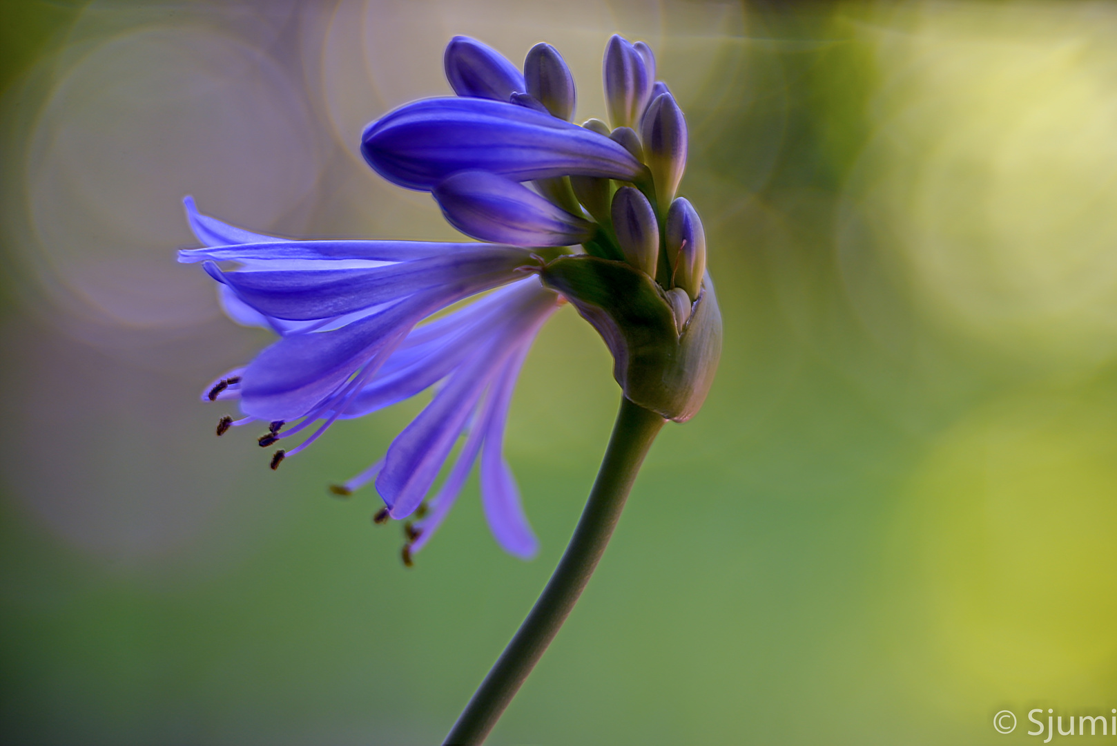 Agapanthus