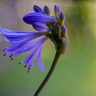 Agapanthus