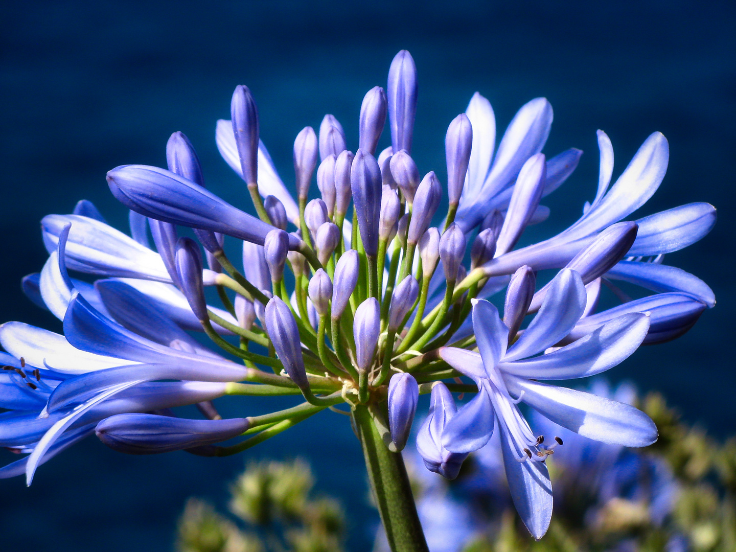 Agapanthus