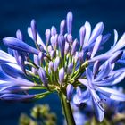 Agapanthus