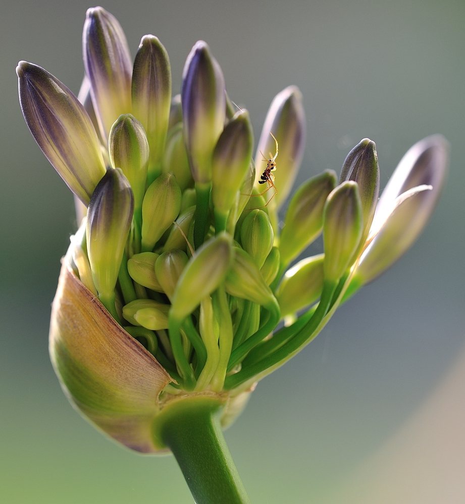 Agapanthus