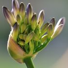 Agapanthus