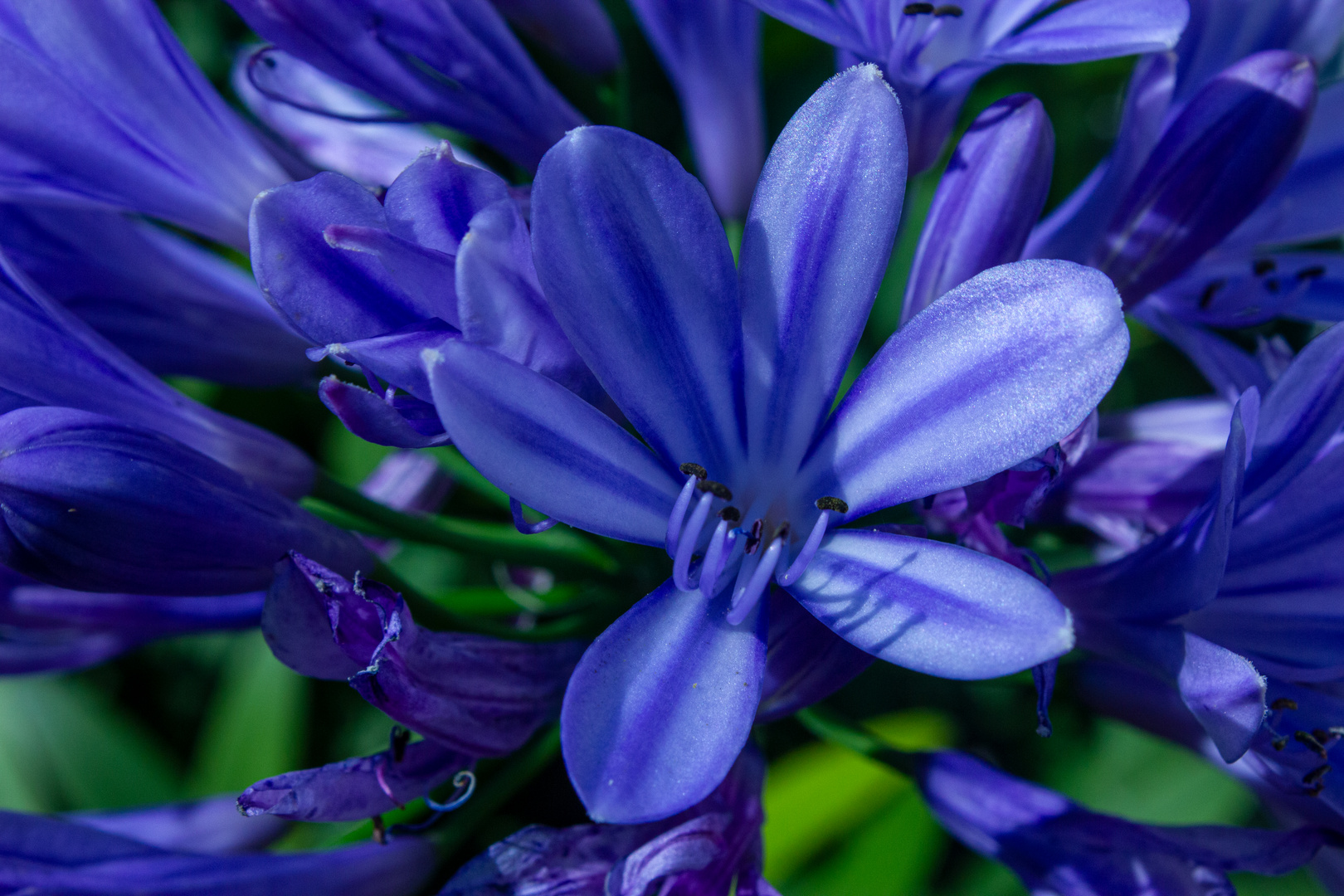 Agapanthus