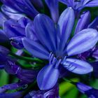 Agapanthus