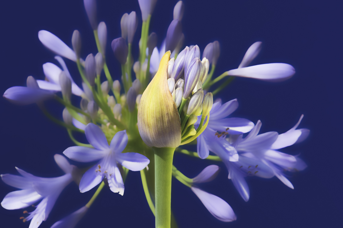 AGAPANTHUS