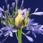 AGAPANTHUS