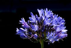 Agapanthus