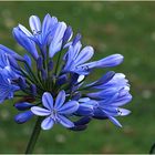 Agapanthus