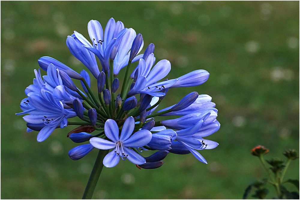 Agapanthus