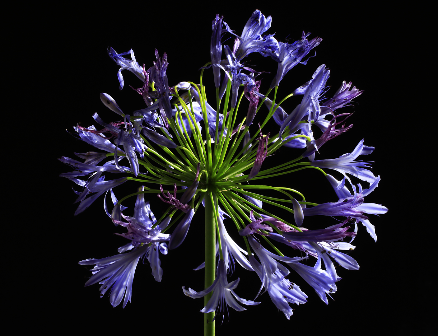 Agapanthus