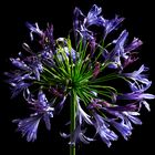 Agapanthus