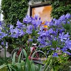 Agapanthus