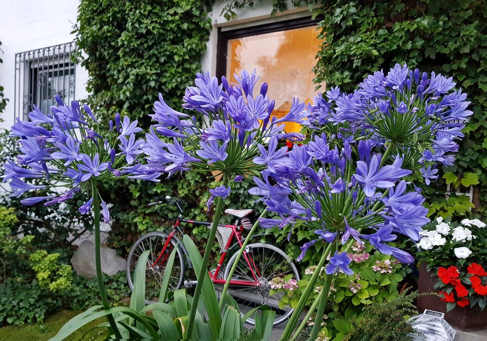 Agapanthus