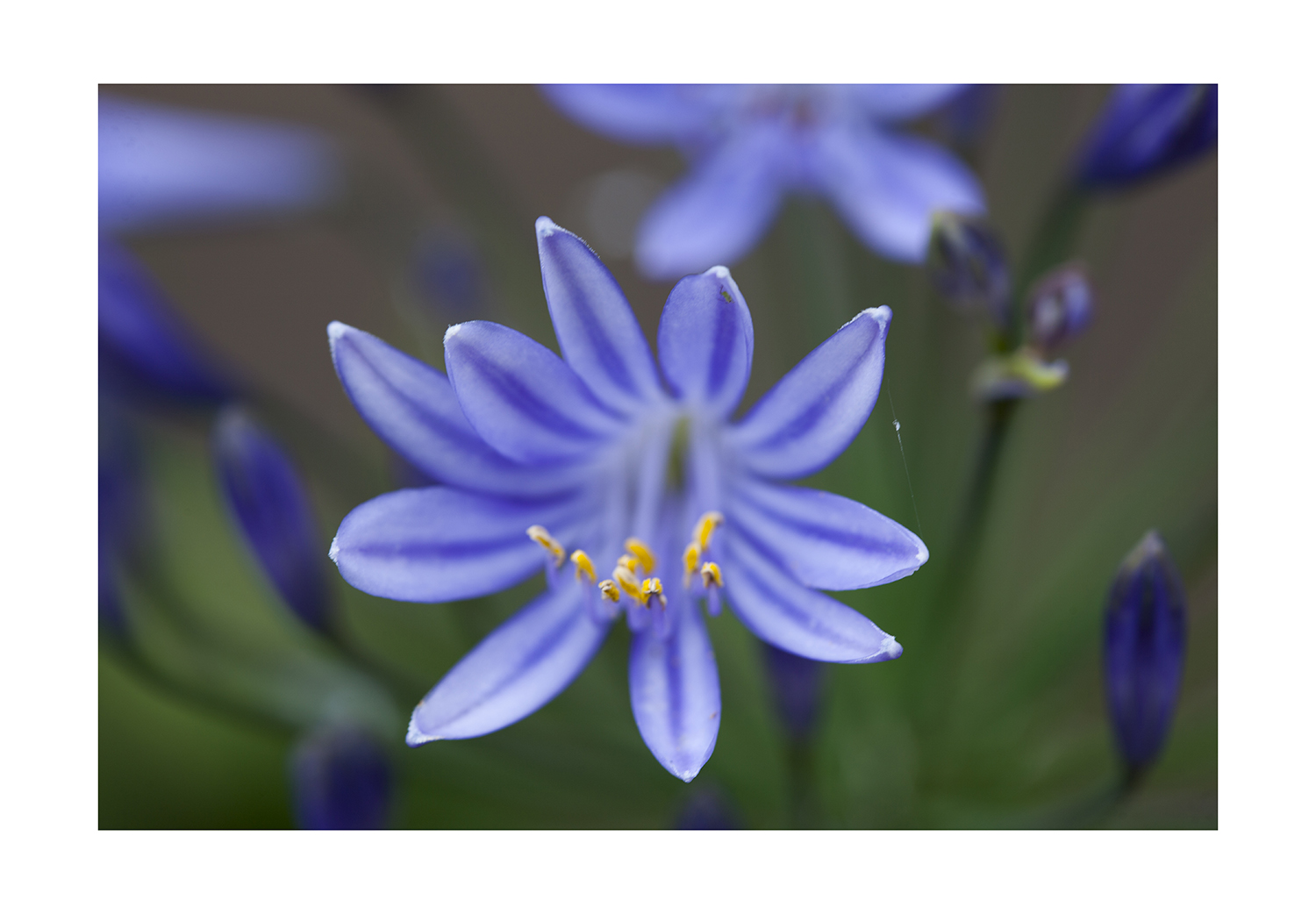 Agapanthus