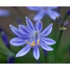 Agapanthus