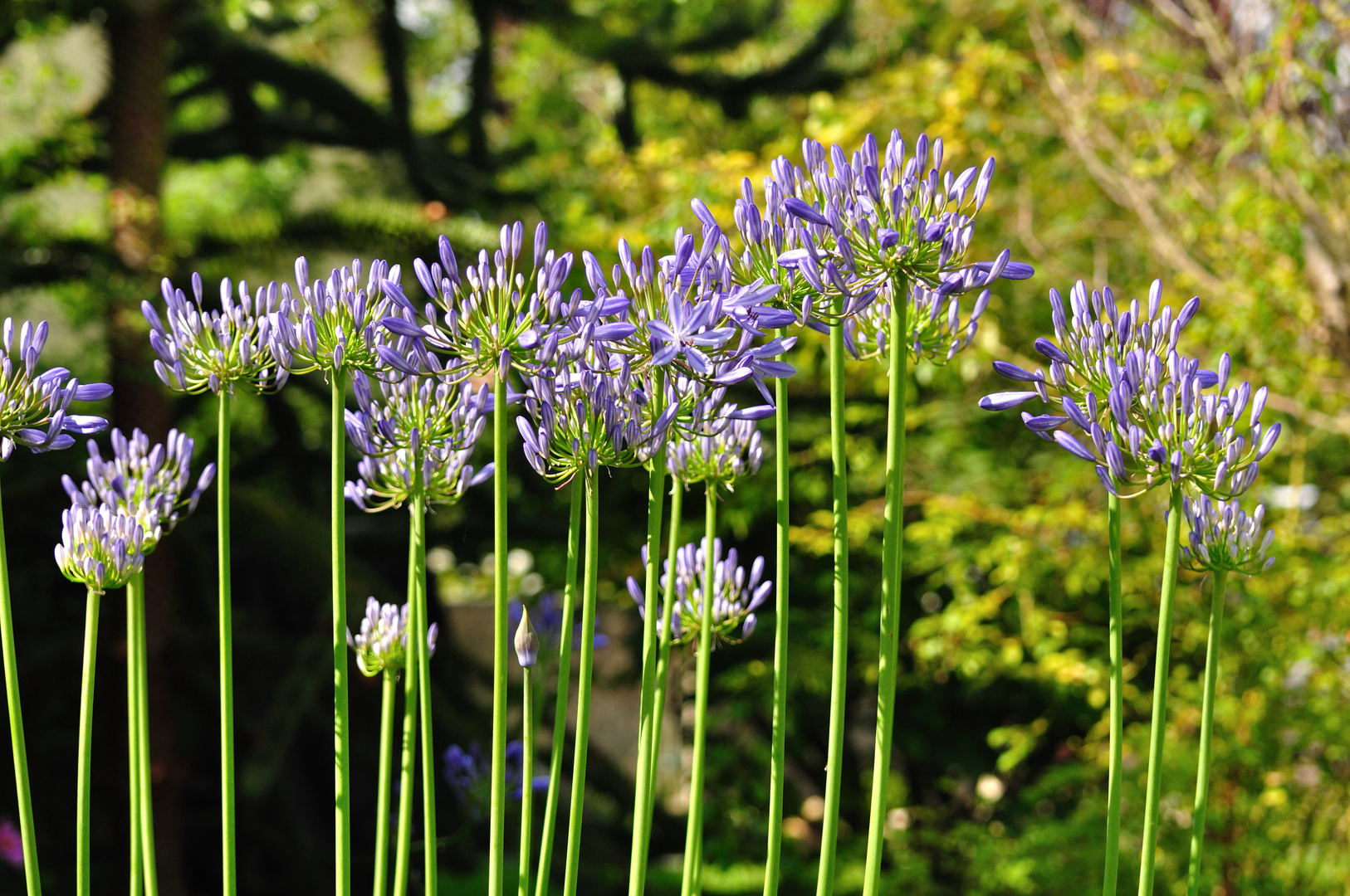 Agapanthus