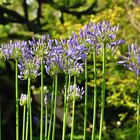 Agapanthus