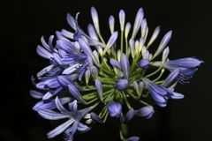 Agapanthus