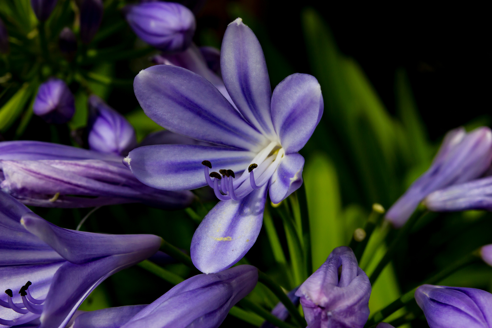 Agapanthus