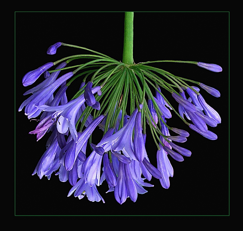 Agapanthus