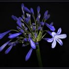 Agapanthus