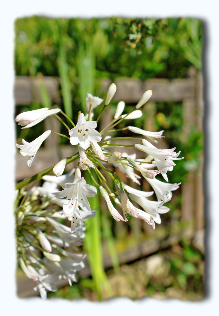 Agapanthus