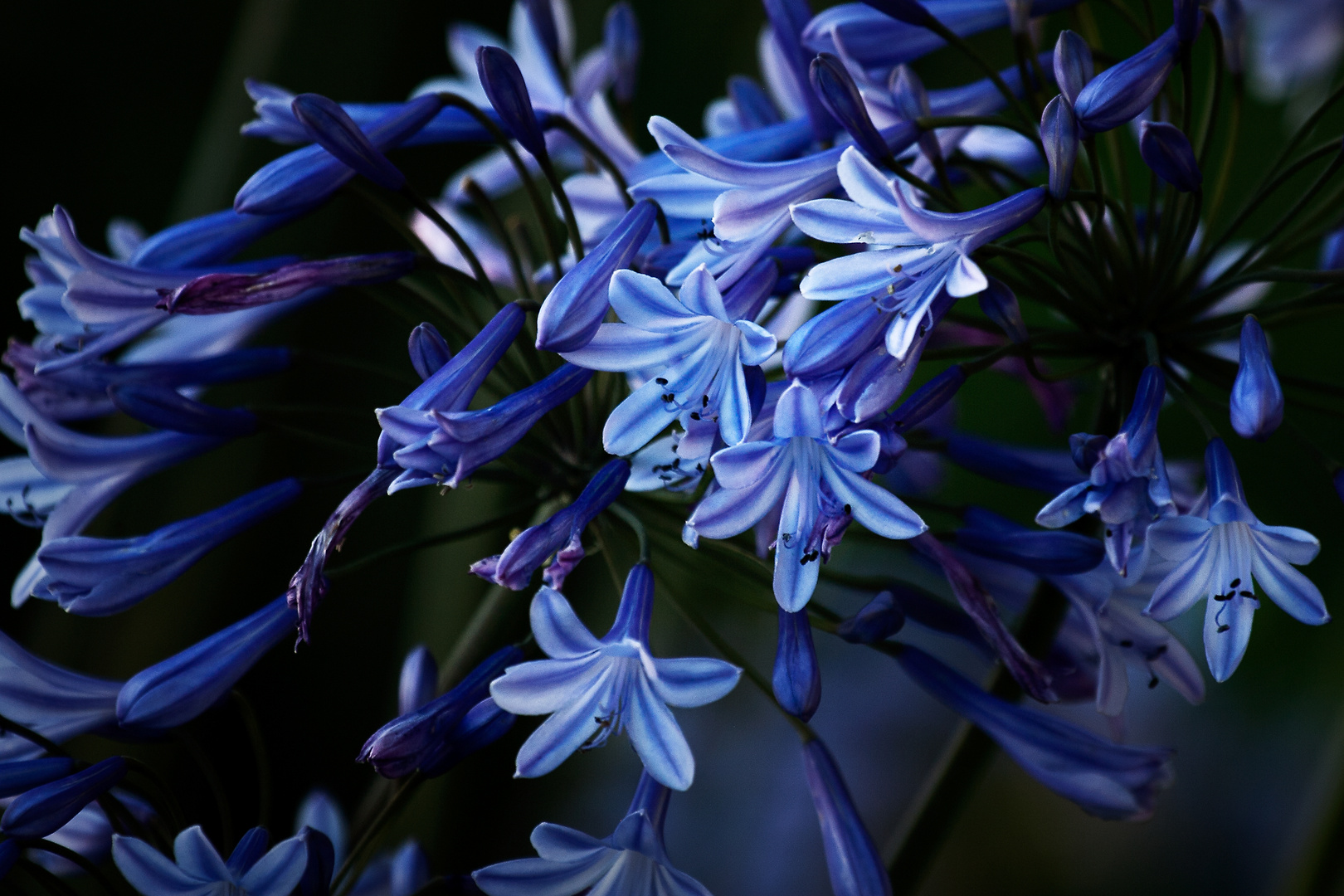 Agapanthus