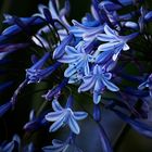 Agapanthus