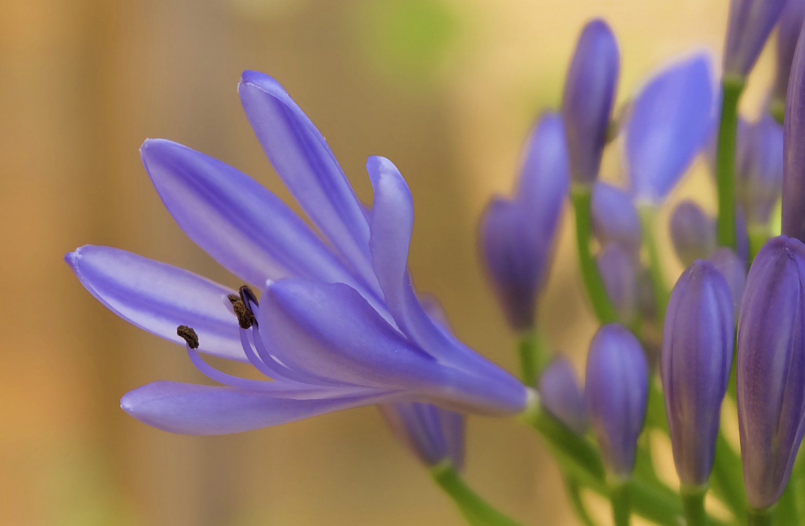 Agapanthus