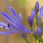 Agapanthus