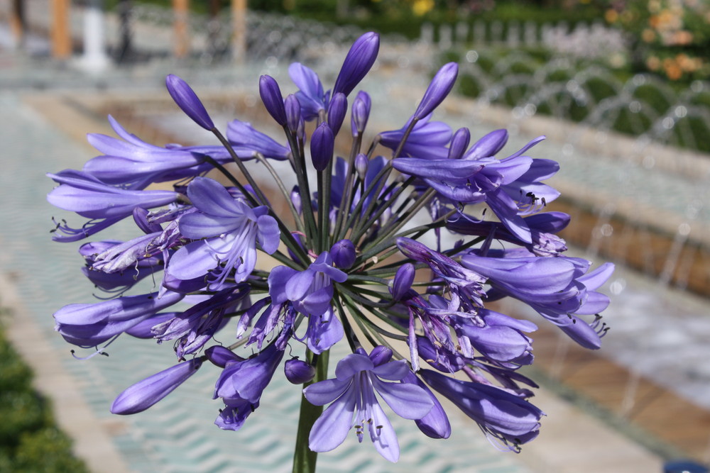 Agapanthus