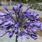 Agapanthus