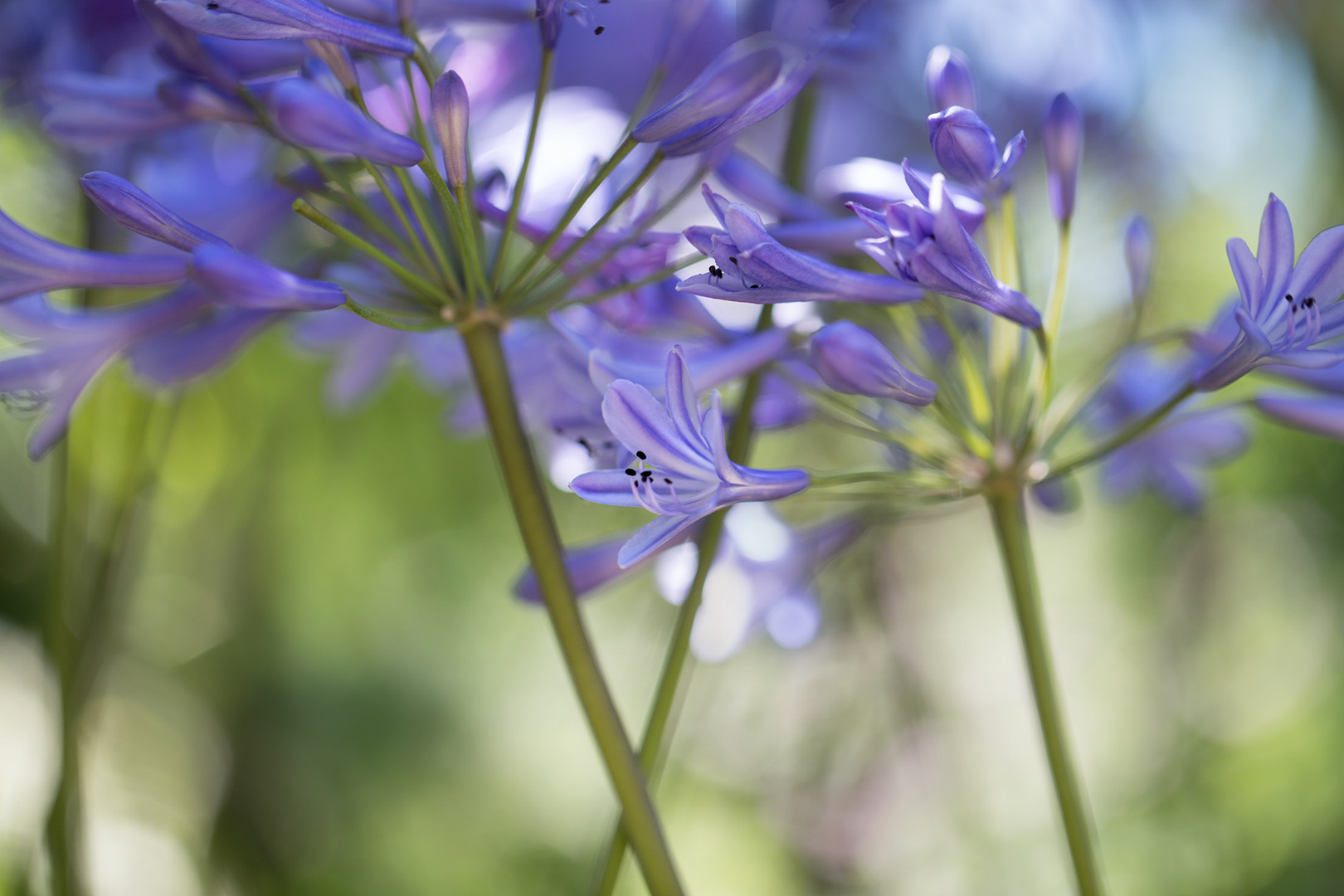 agapanthus