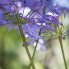 agapanthus