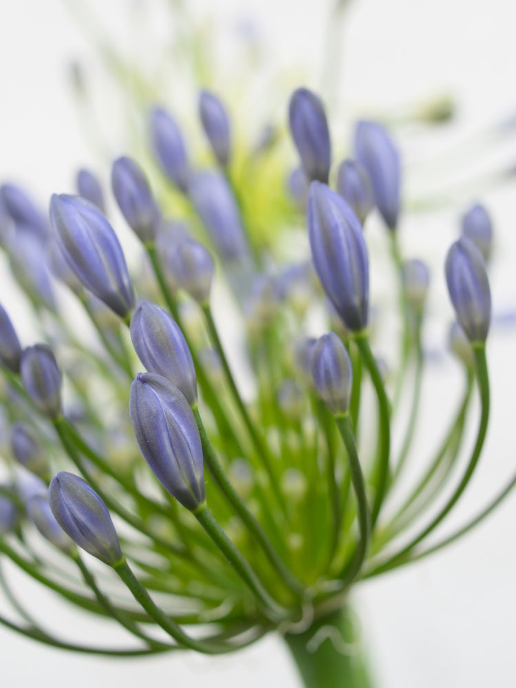 Agapanthus