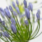 Agapanthus