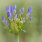 Agapanthus