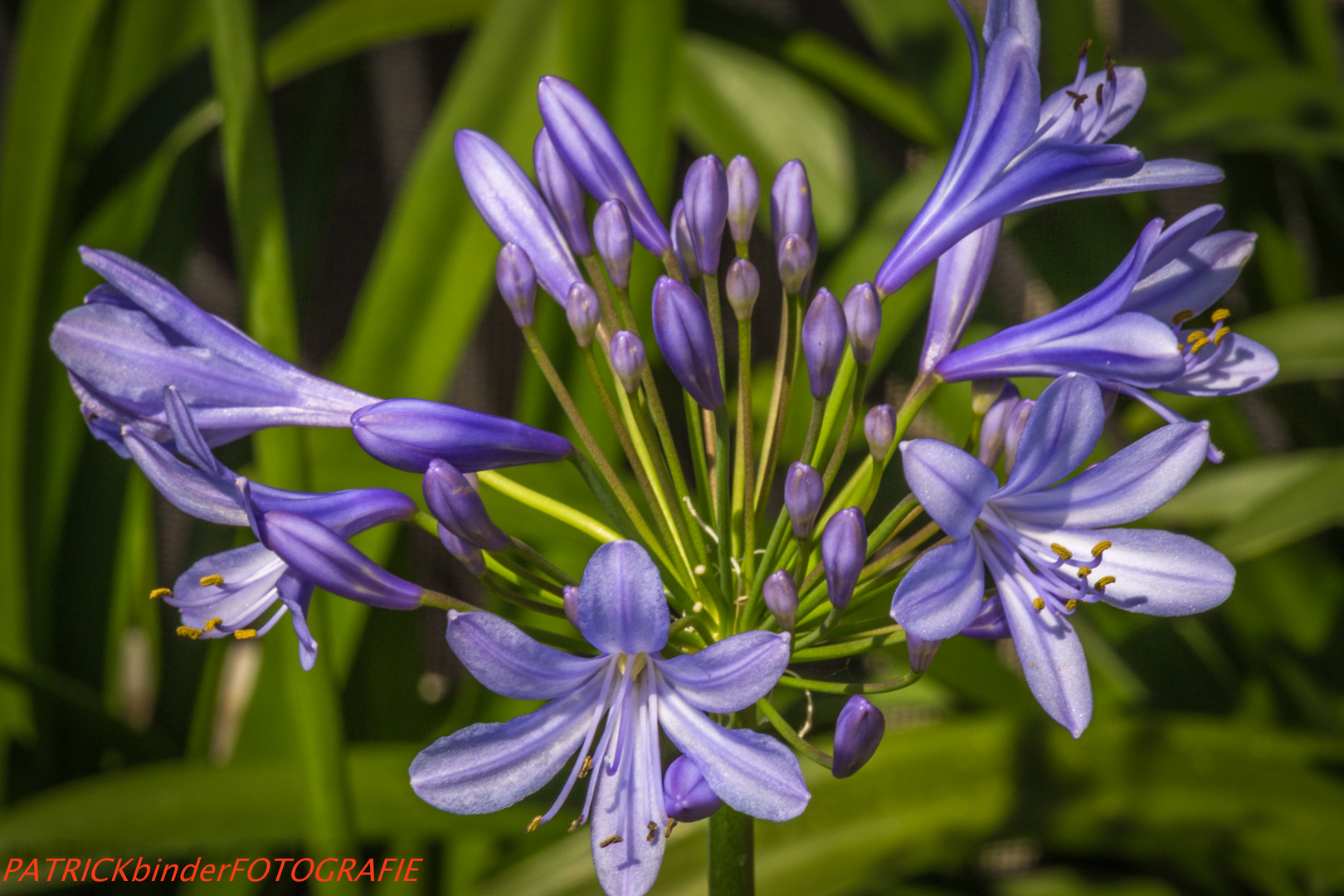 Agapanthus Foto & Bild pflanzen, pilze & flechten, blüten