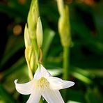 Agapanthus