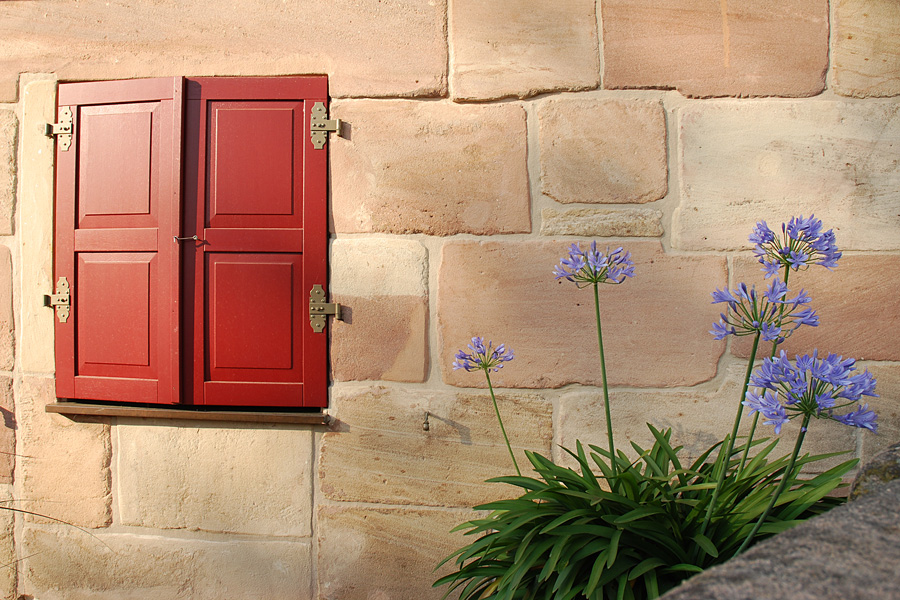 Agapanthus