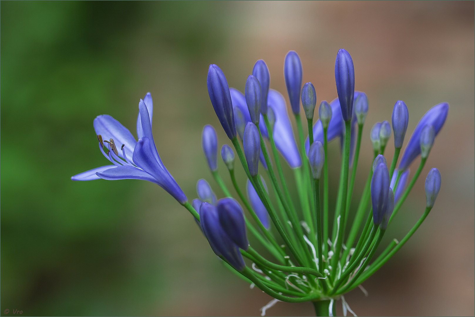 Agapanthus