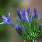 Agapanthus