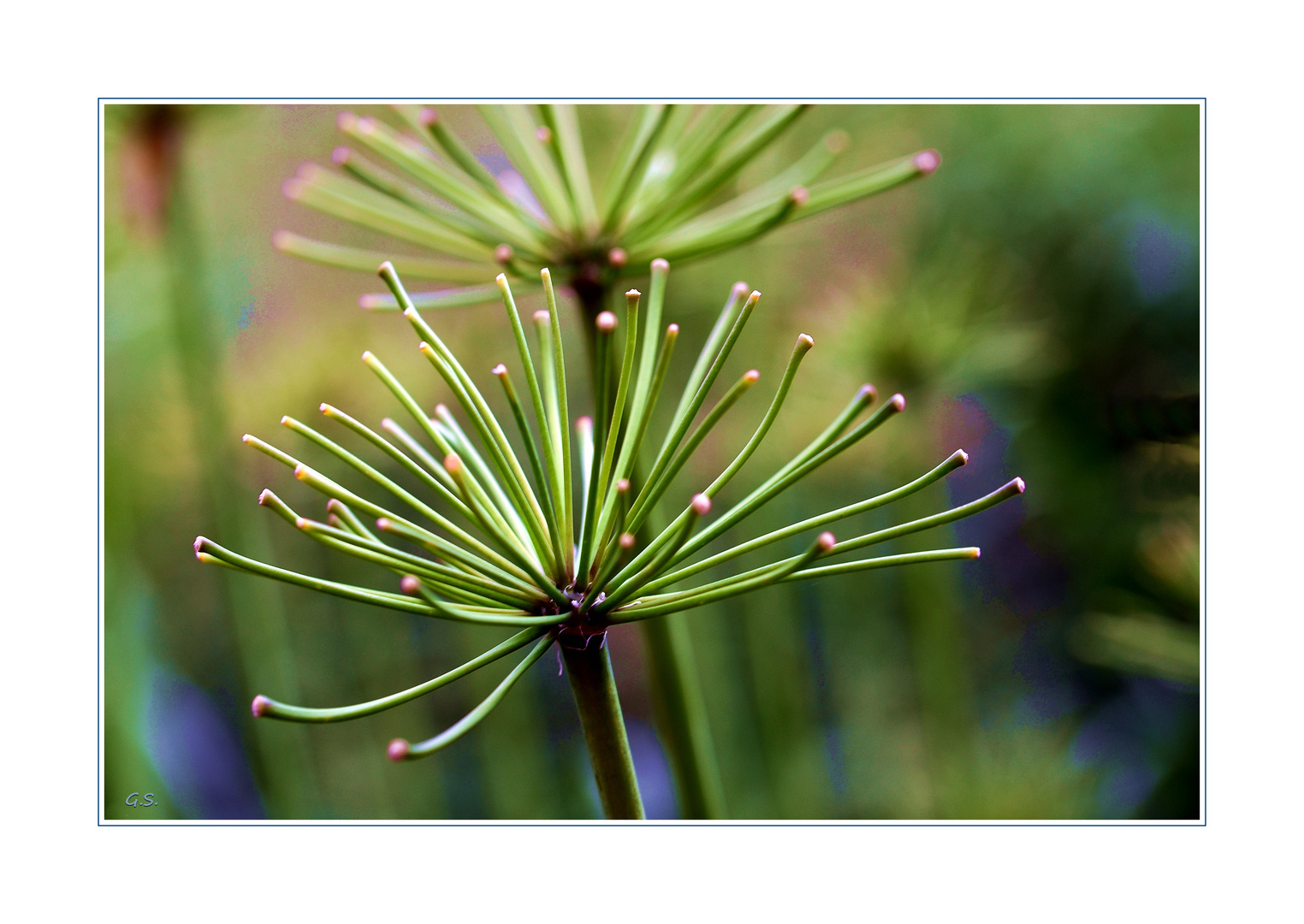 Agapanthus